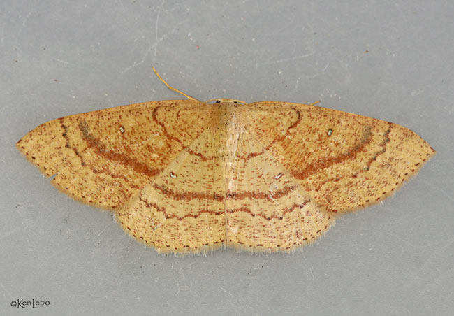 Cyclophora dataria #7135