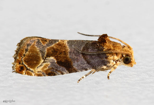 Tulip-tree Leaftier Moth Paralobesia liriodendrana #2711