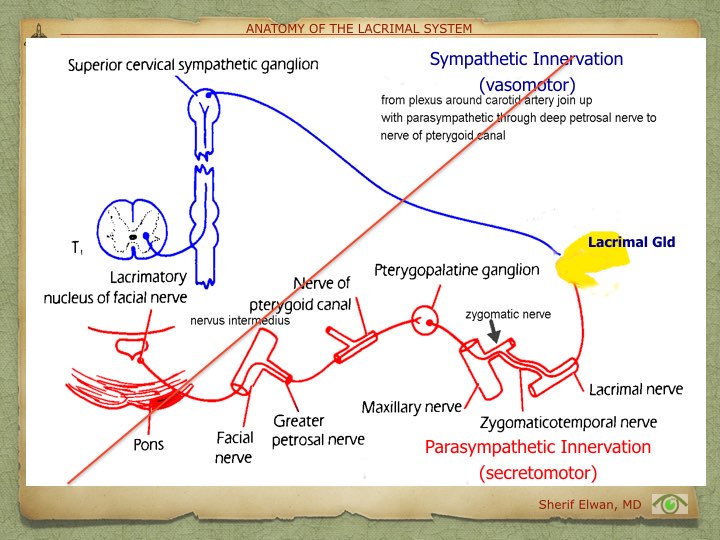 Anatomy of Lacrimal System.025.jpeg
