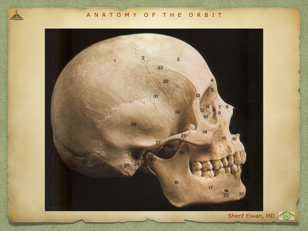 Anatomy of Orbit.003.jpeg