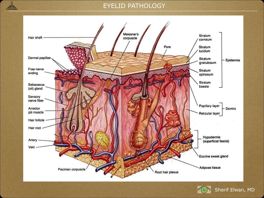 Pathology - Eyelids.003.jpeg