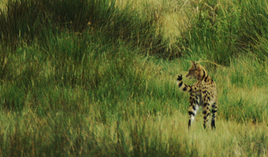 serval