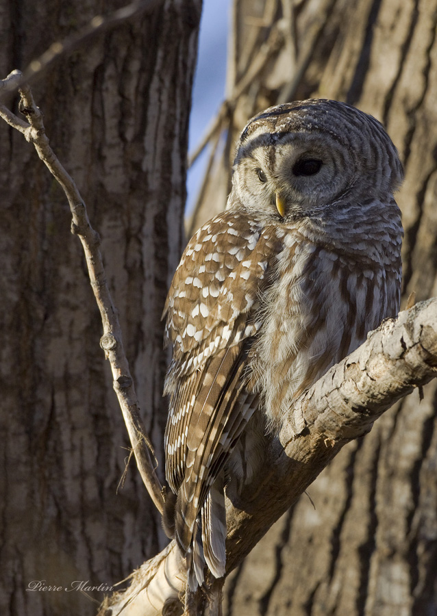 chouette raye -  barred owl