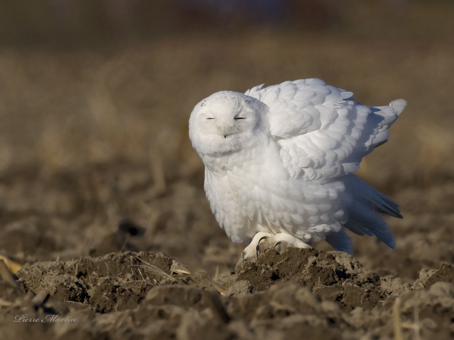 harfang des neiges - snowy owl