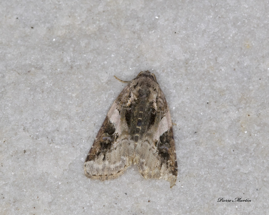 pink barred pseudeustrotia - Pseudeustrotia carneola (9053)