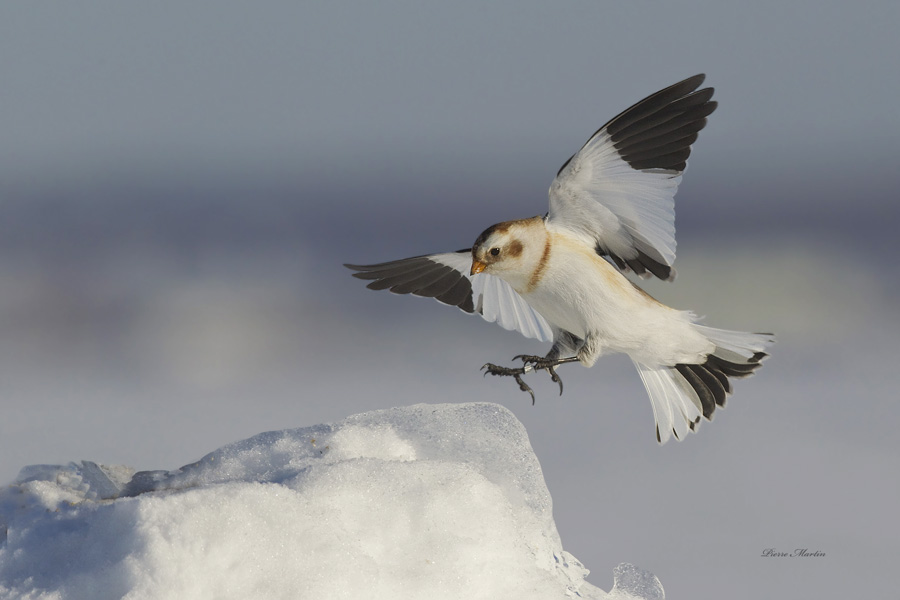 plectrophane des neiges - snow bunting