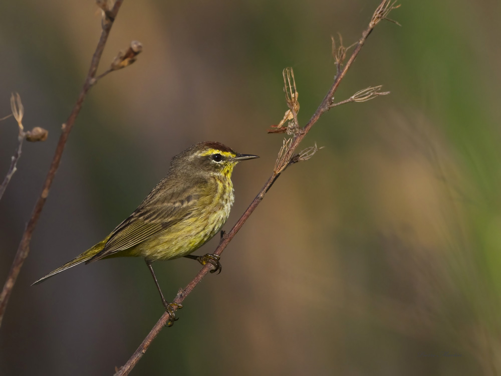 paruline  couronne rousse - palm warbler