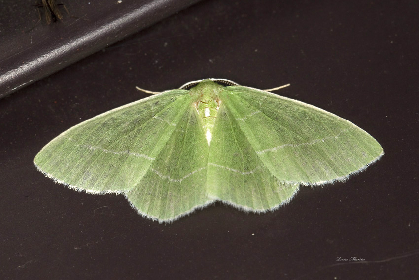 White-Fringed Emerald -  Nemoria mimosaria (7048)