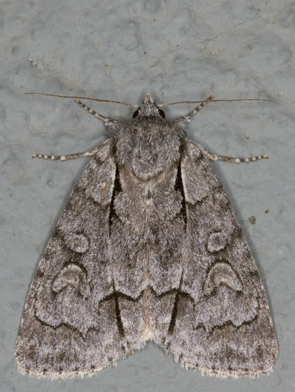 Gray Dagger - Acronicta Grisea (9212)