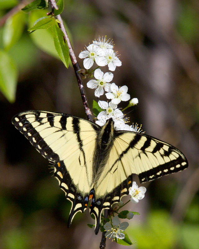 tigr du canada - canadian tiger swallowtail