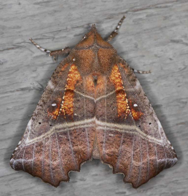 dcoupure - the herald moth - Scoliopteryx libatrix (8555)
