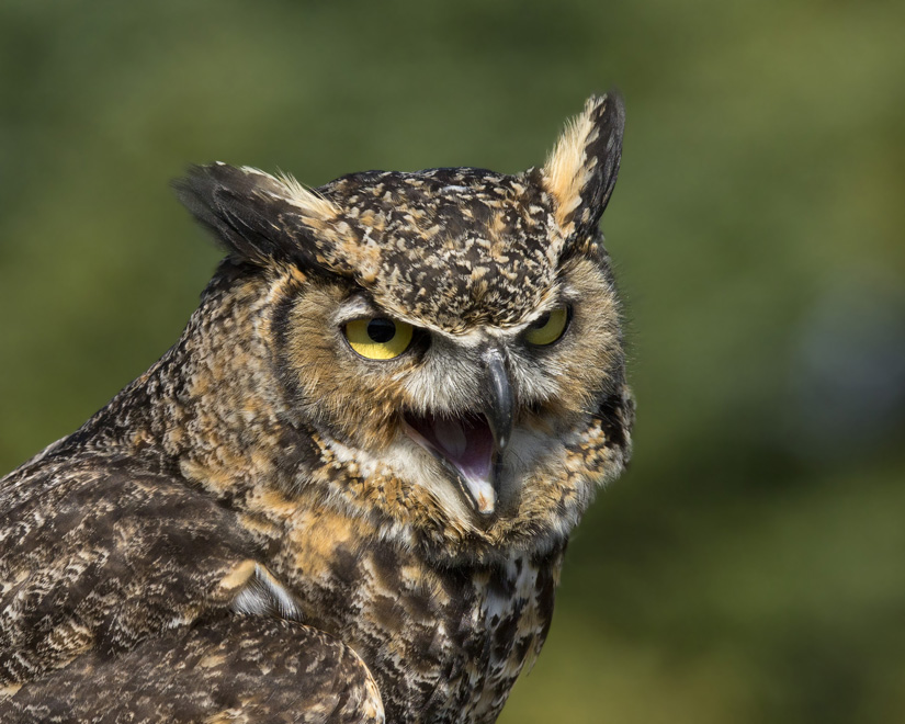 grand duc d amrique - great horned owl