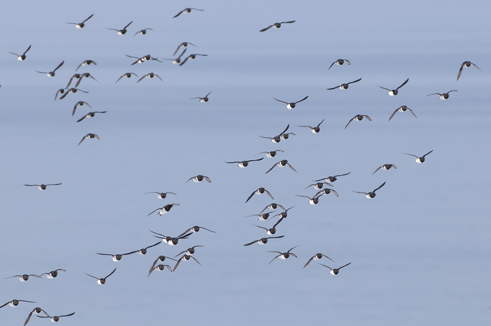 Kleine Alk / Little Auk