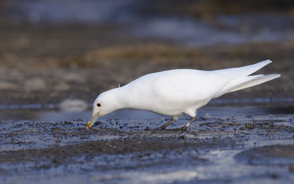 Ivoormeeuw / Ivory Gull
