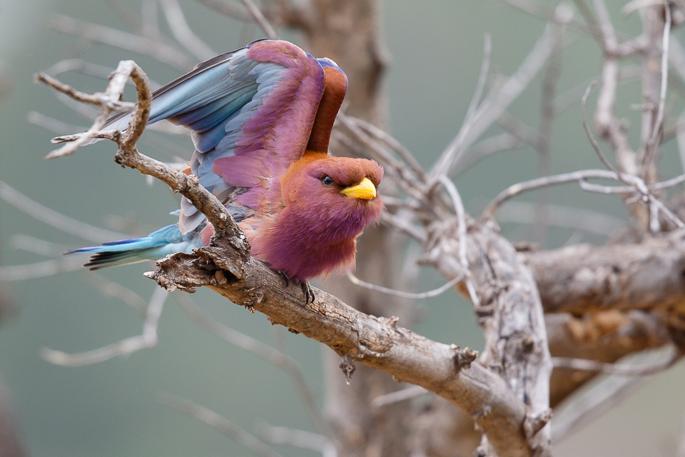 Breedbekscharrelaar / Broad-billed Roller