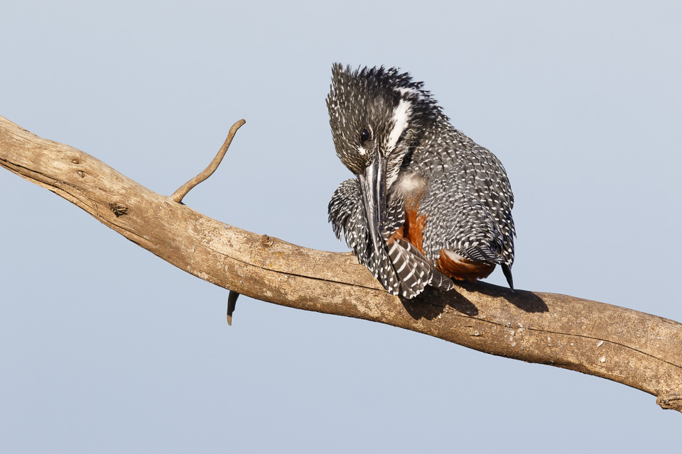 Afrikaanse Reuzenijsvogel / Giant Kingfisher