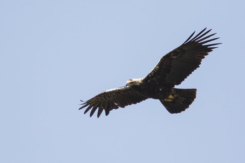 Spaanse Keizerarend / Adalberts Eagle