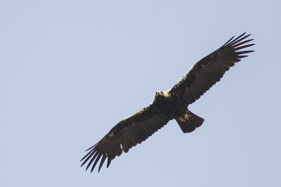 Spaanse Keizerarend / Adalberts Eagle