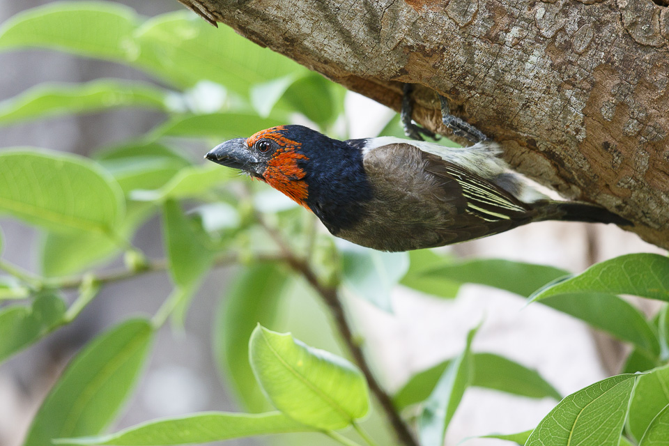 Zwarthalsbaardvogel / Black-collared Barbet