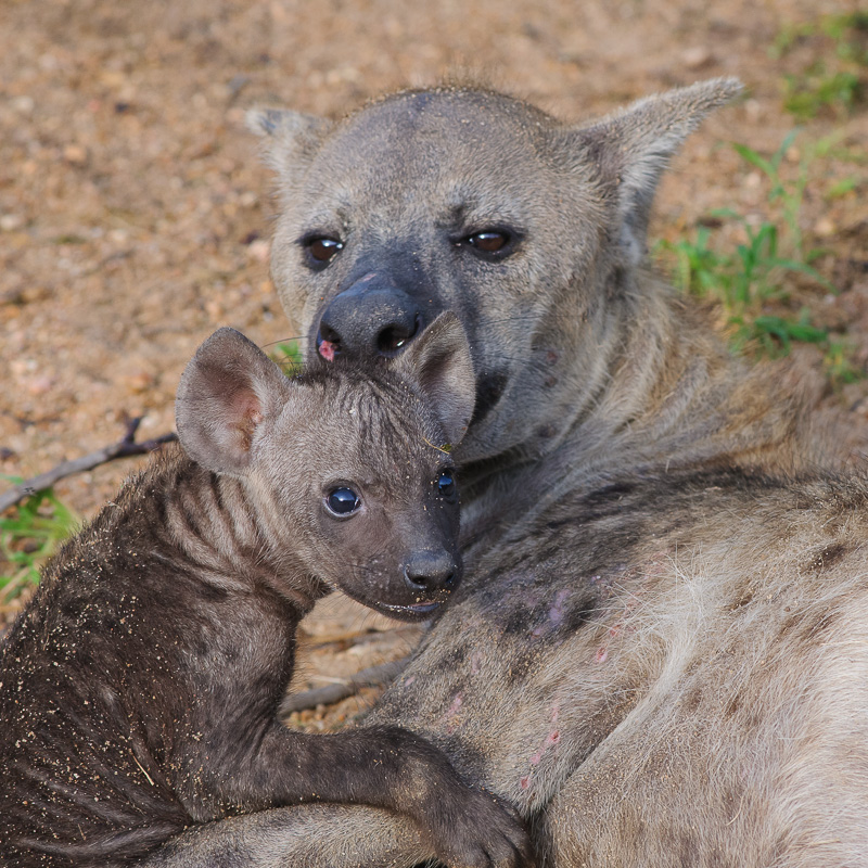 Hyena / Spotted Hyaena / Crocuta crocuta