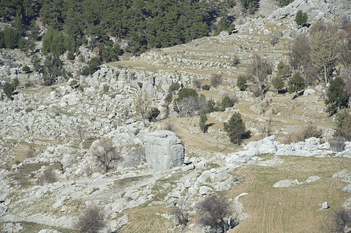 Selge December 2013 5120.jpg