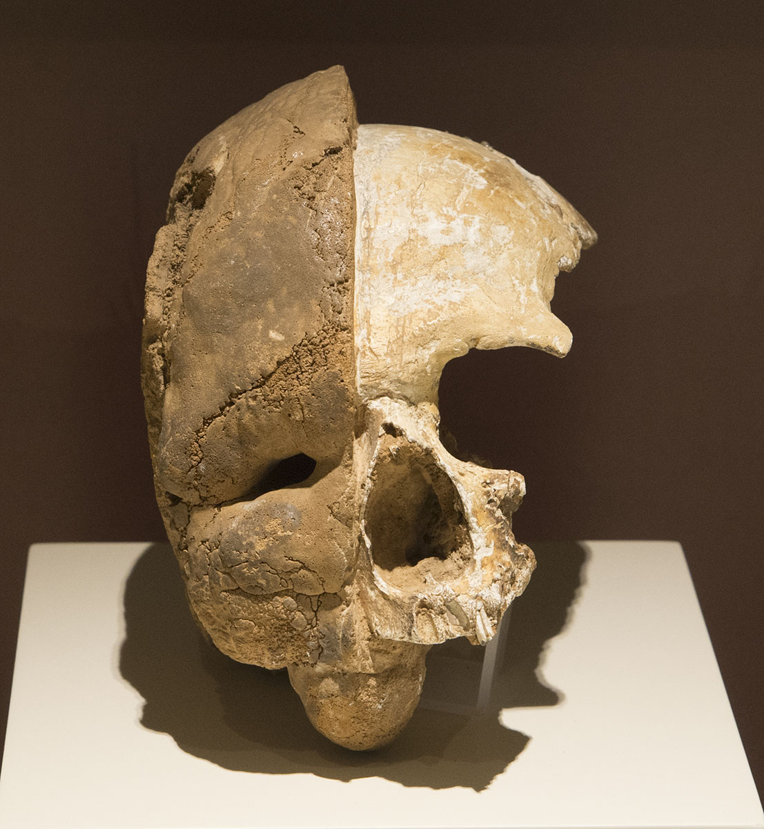 Ankara Anatolian Civilizations Museum september 2014 1323.jpg