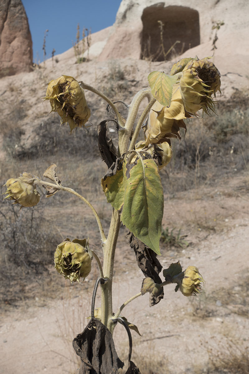 Cappadocia Sunset Valley walk september 2014 0584.jpg
