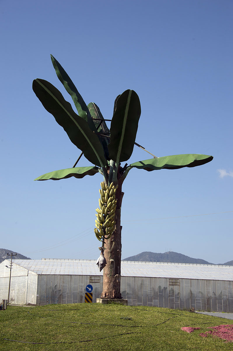 Anemurion March 2015 7209.jpg