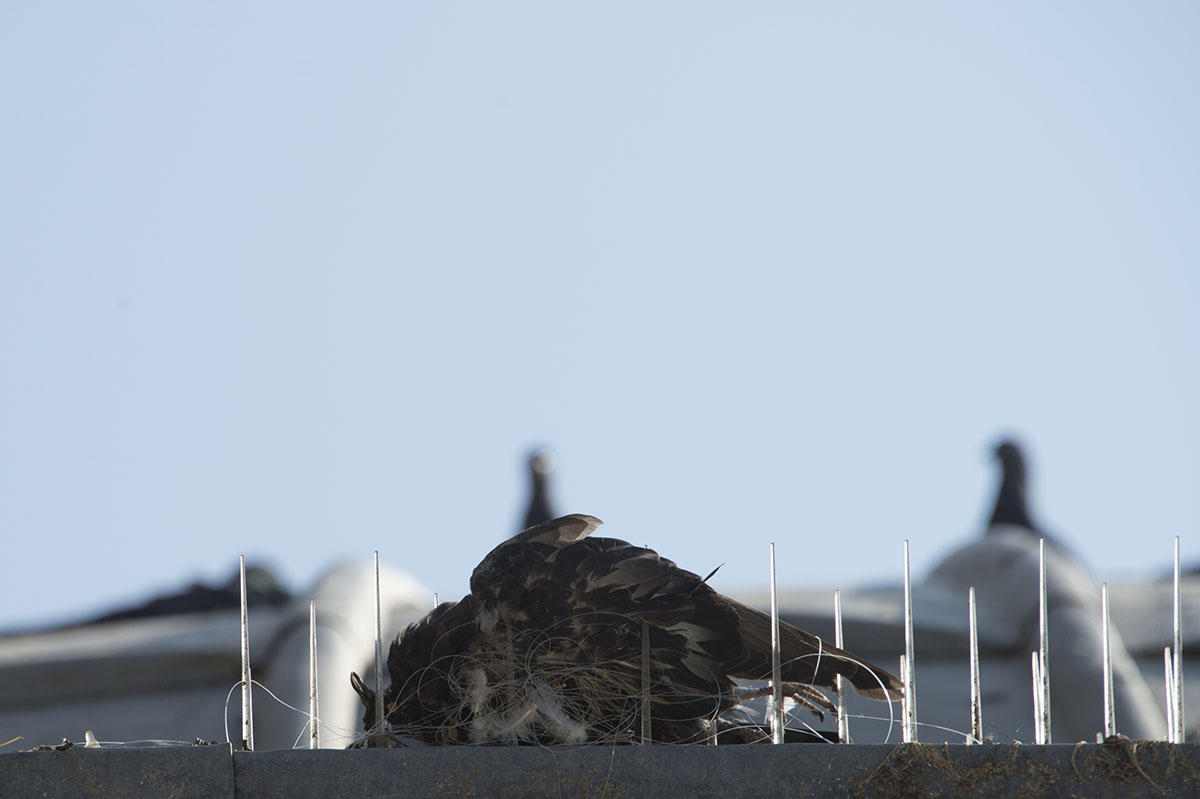 Izmir Yali or Konak mosque October 2015 2572.jpg