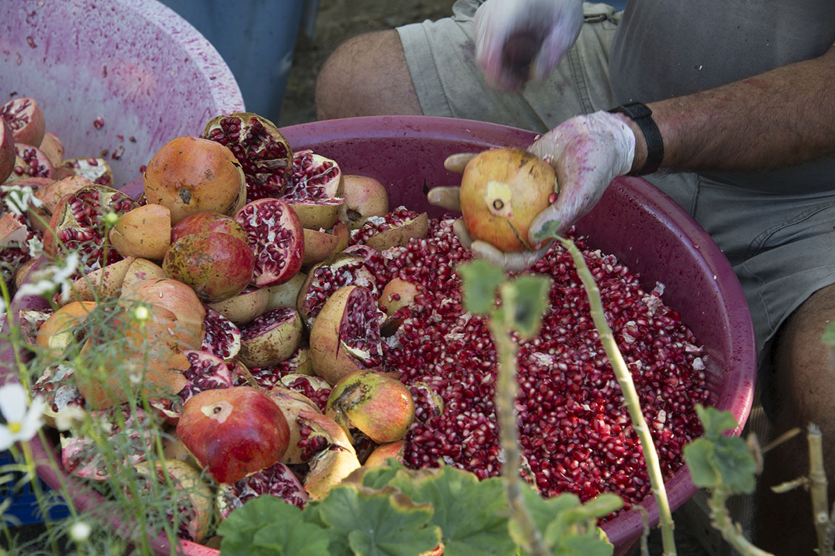 Dalyan October 2015 4447.jpg