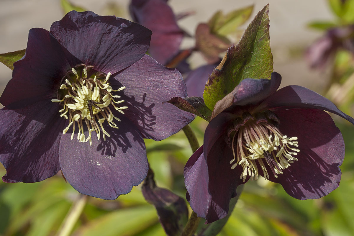 Hellebore