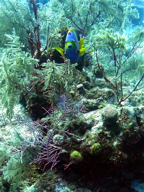 Queen Angelfish in Coral Formations