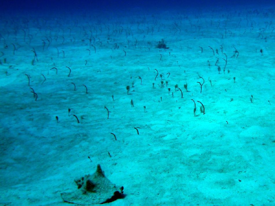 Brown Garden Eels