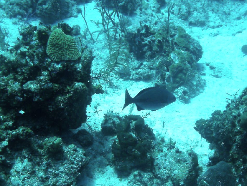 Bermuda Chub
