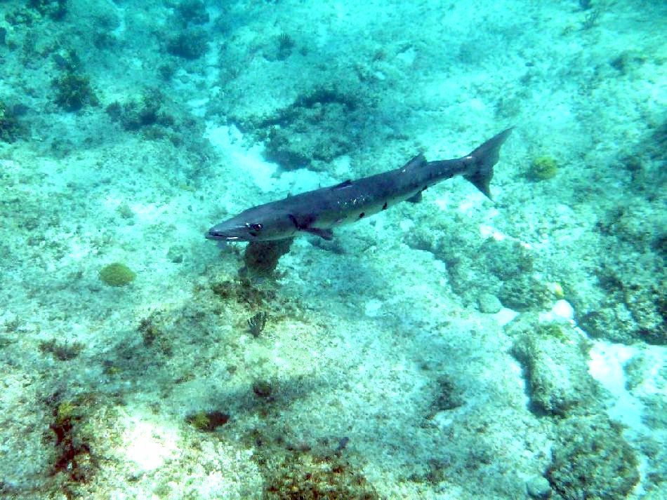 Barracuda
