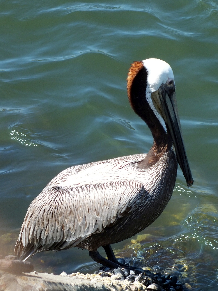 Brown Pelican