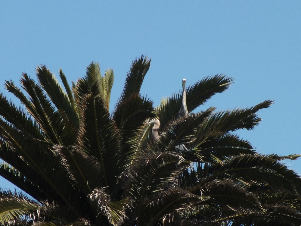 In Nest With Mate
