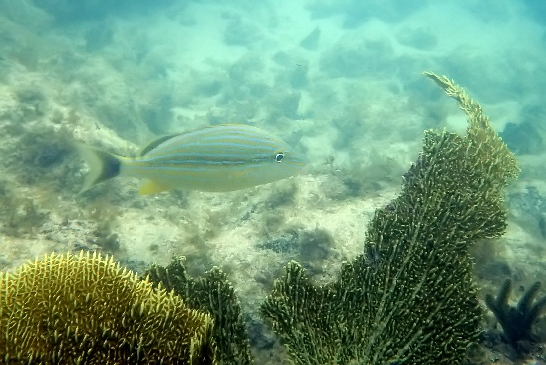 Blue striped grunt