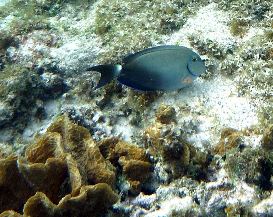 Ocean Surgeonfish