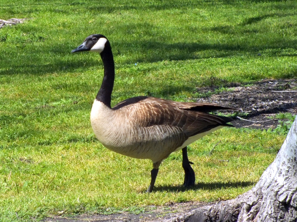 Canada Goose
