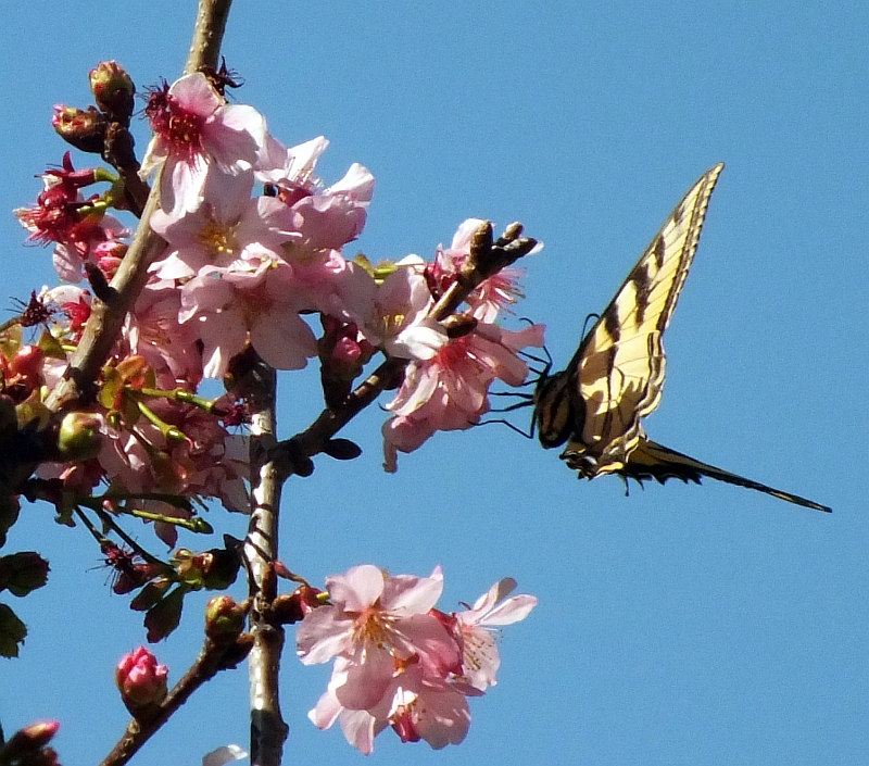 Tiger Swallowtail