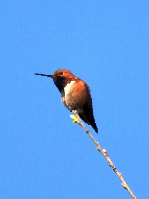 Rufous Hummingbird