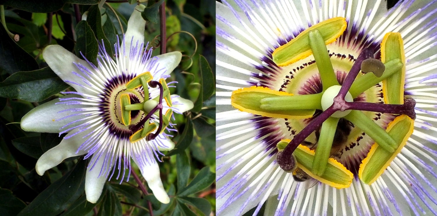 Passion Flower