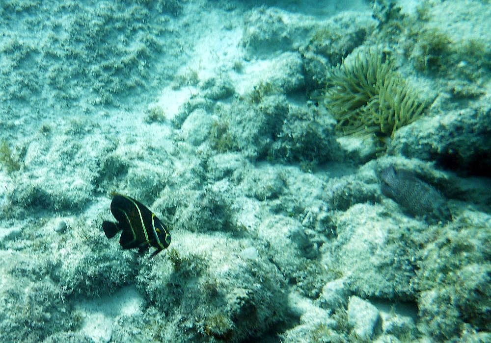 Juvenile Gray Angelfish