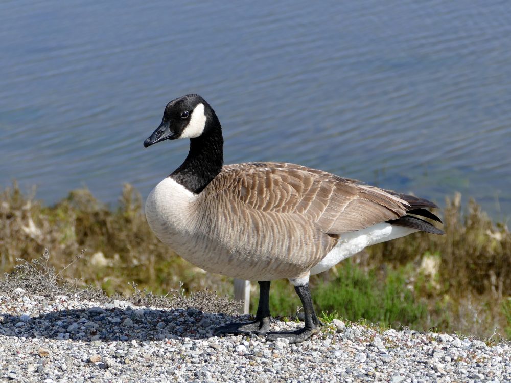 Canada Goose