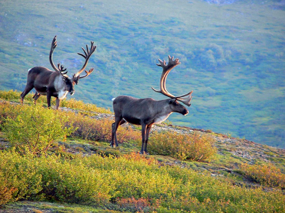 Male Caribou - Alaska