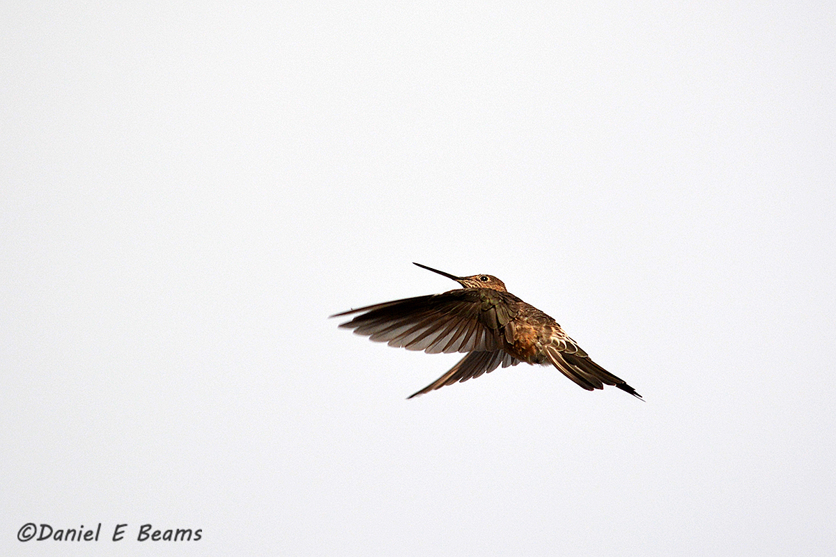 20150115_7284 humming bird bolivia.jpg
