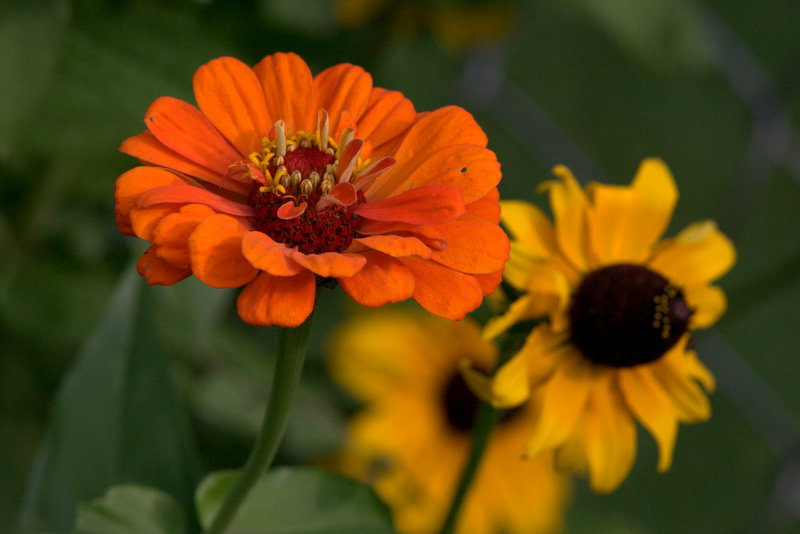 zinnia w/ black eyed susan