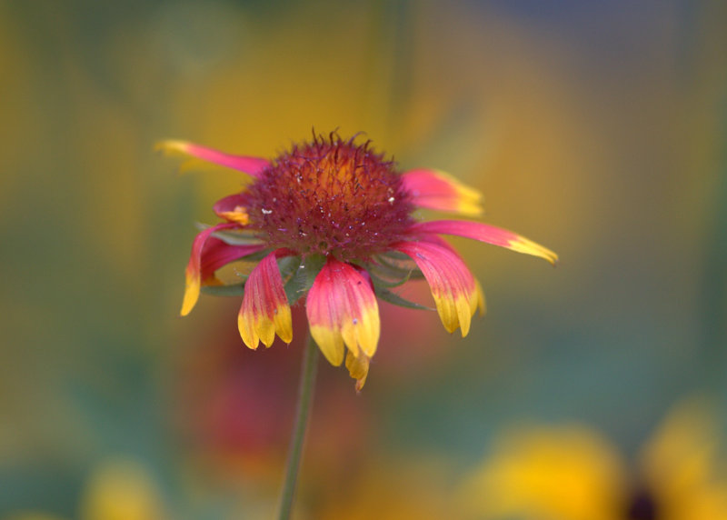 wildflower