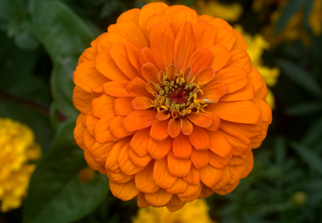 orange zinnia